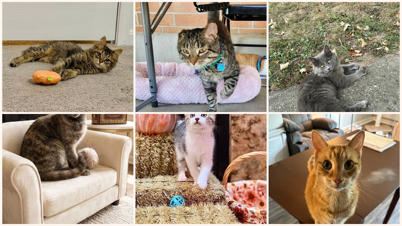 Kid-Friendly Cats up for adoption near Cincinnati, OH
