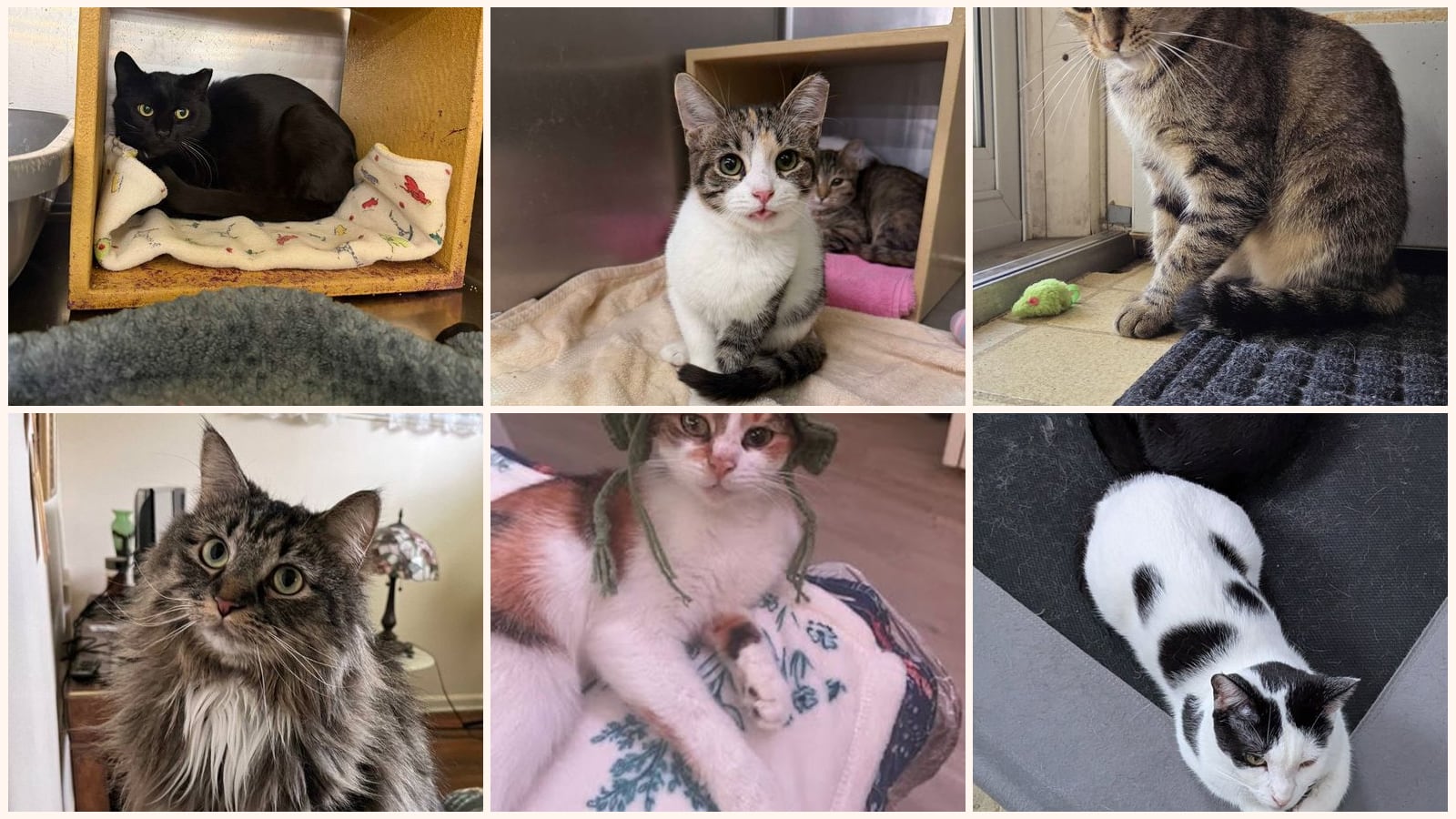 Adult Cats up for adoption near Cleveland, OH