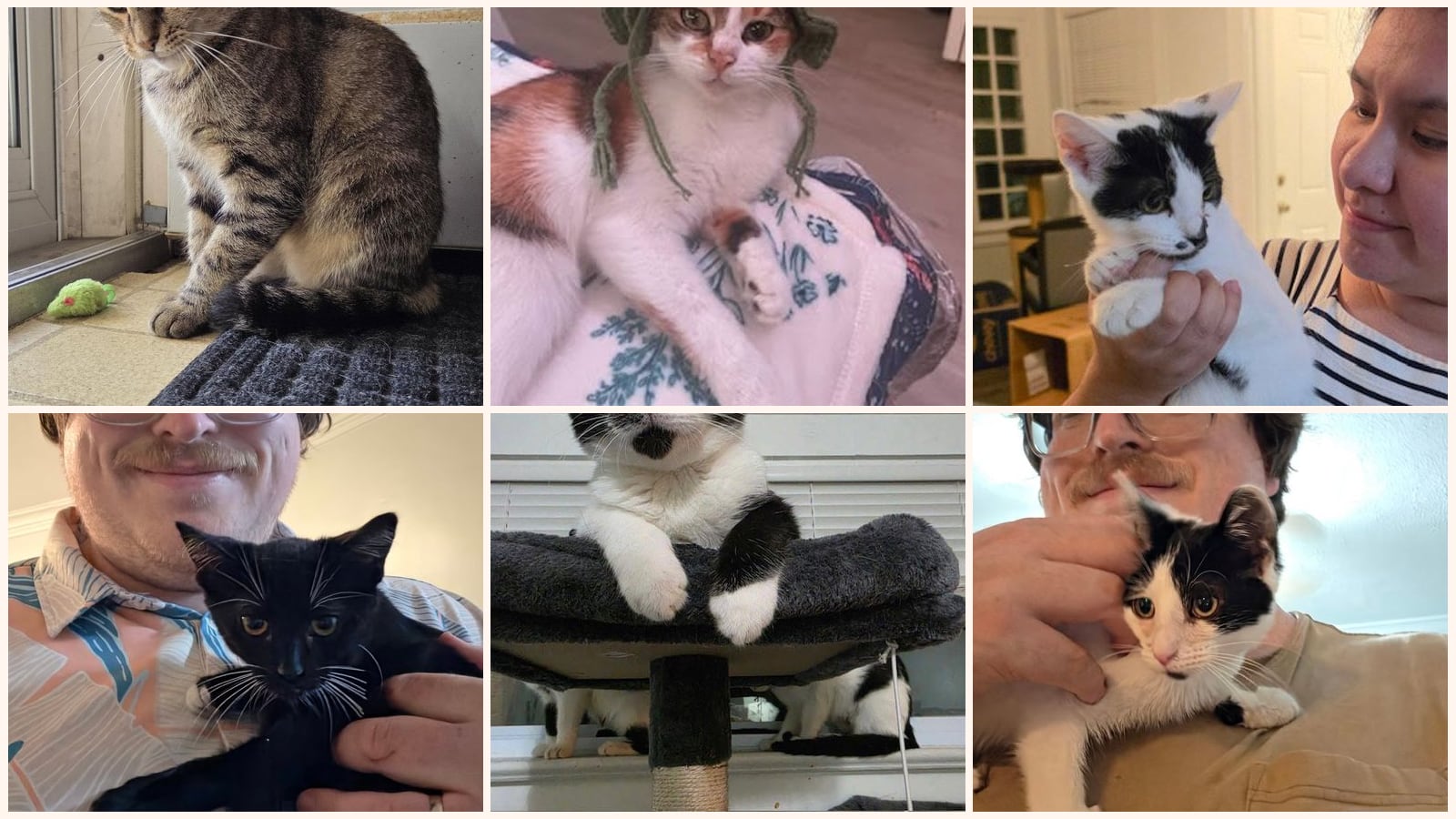 Kid-Friendly Cats up for adoption near Cleveland, OH