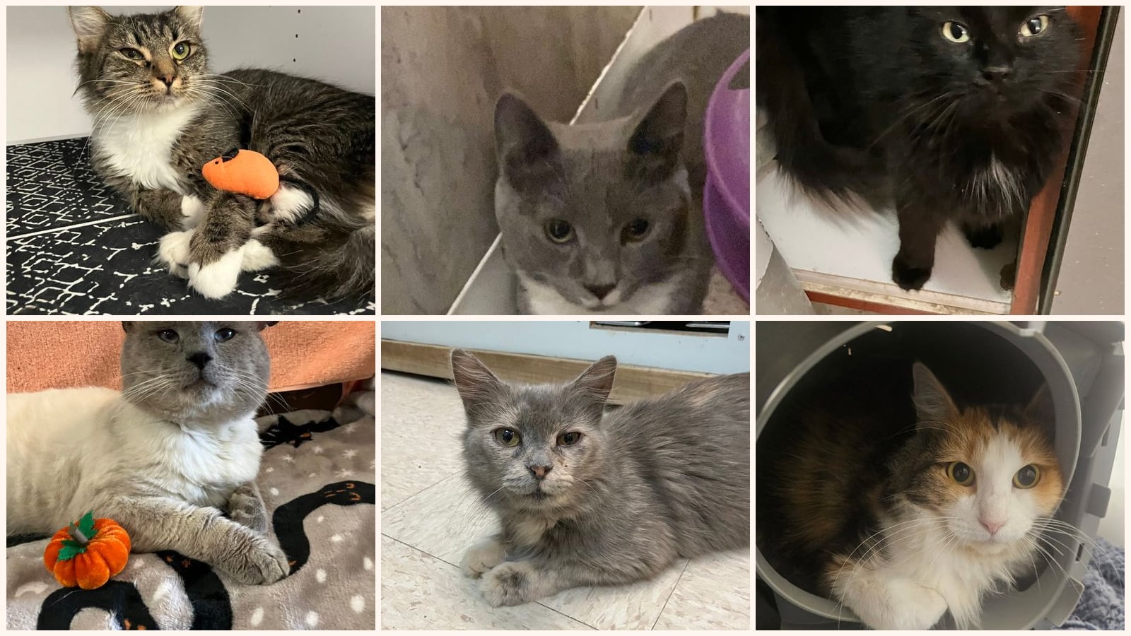 Adult Cats up for adoption near Columbus, OH