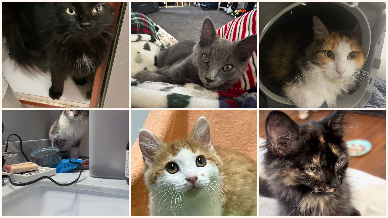 Long-Haired Cats up for adoption near Columbus, OH