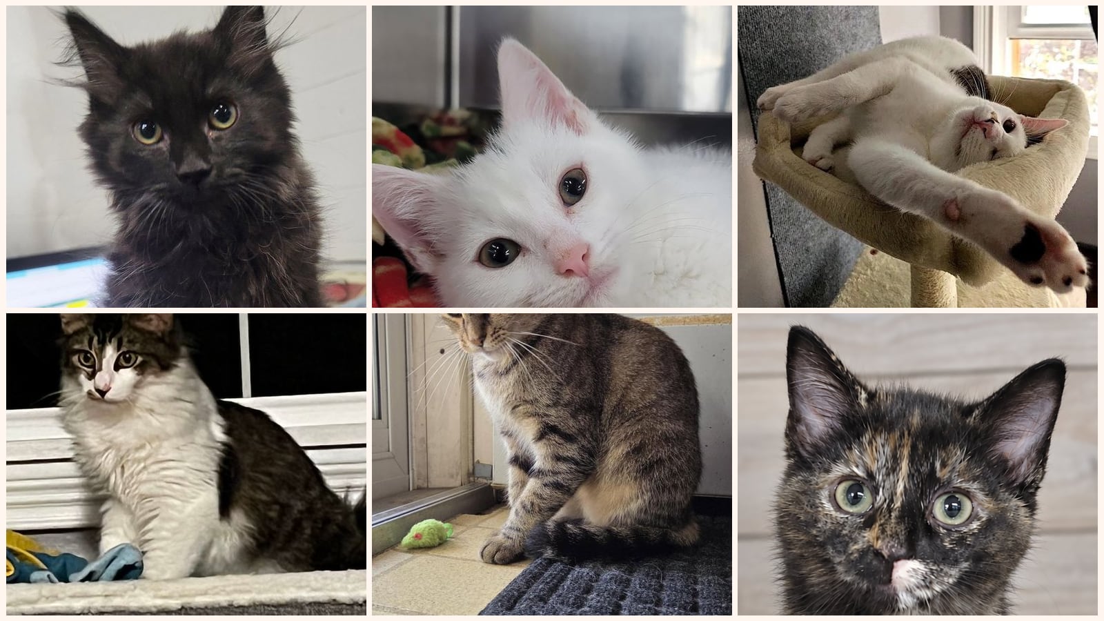 Kid-Friendly Cats up for adoption near Cuyahoga Falls, OH