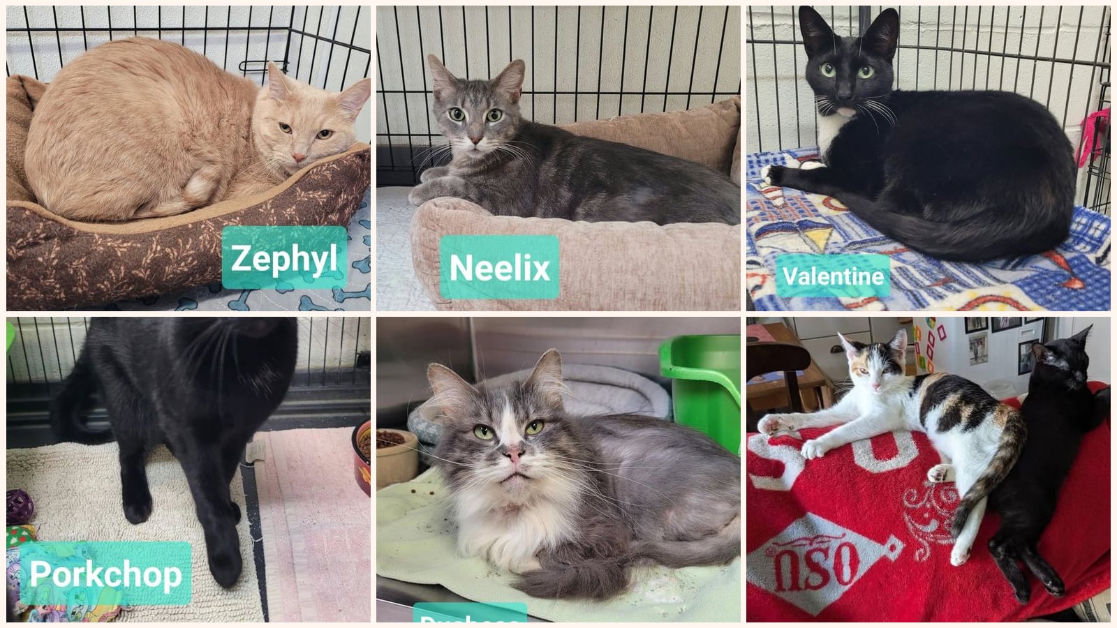 Adult Cats up for adoption near Dayton, OH