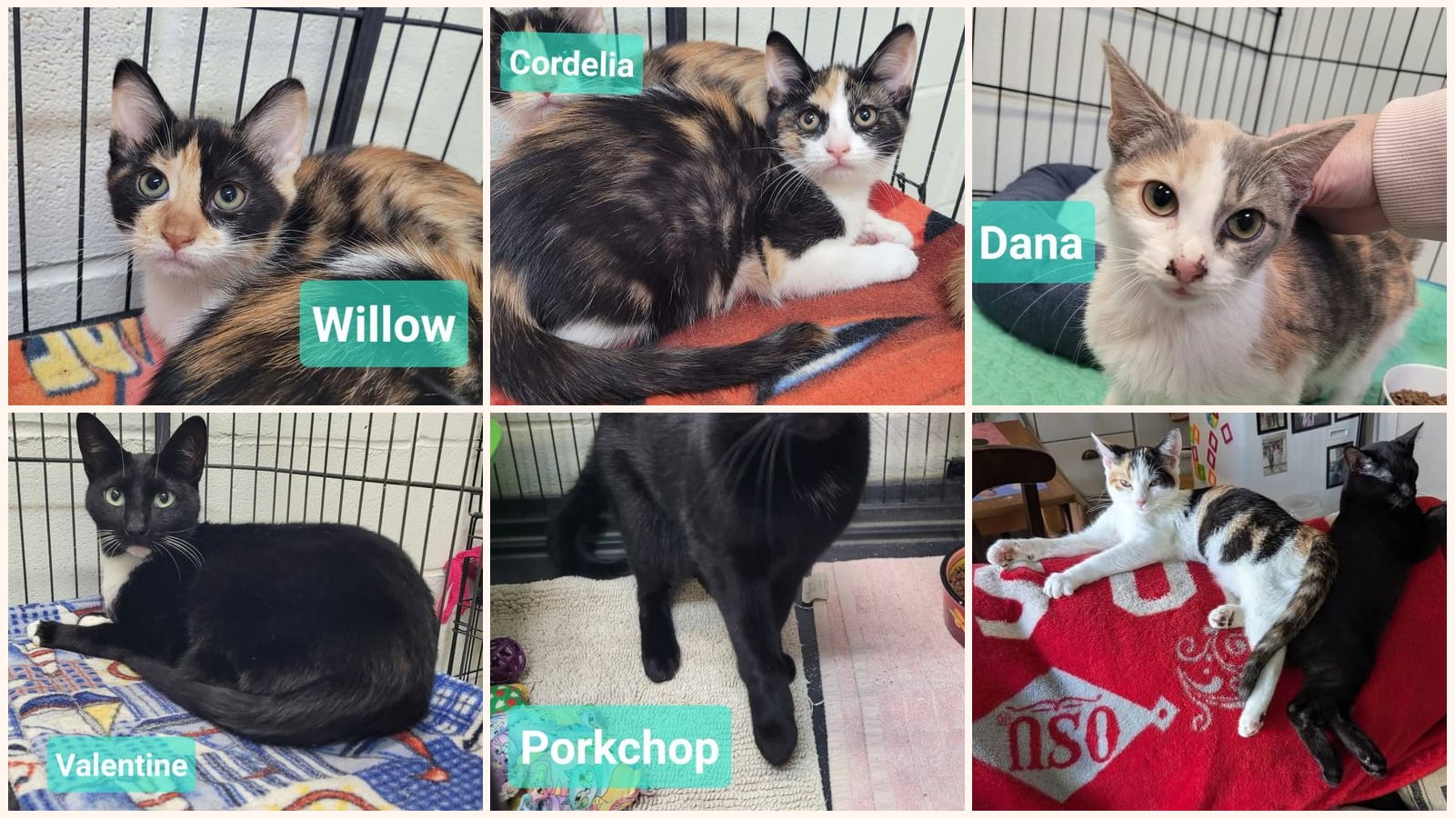 Dog-Friendly Cats up for adoption near Dayton, OH