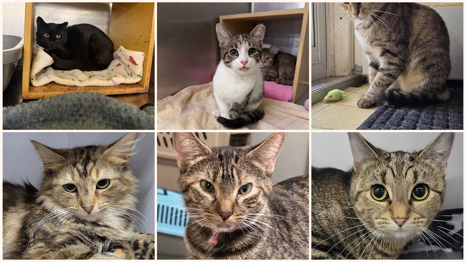 Adult Cats up for adoption near Elyria, OH