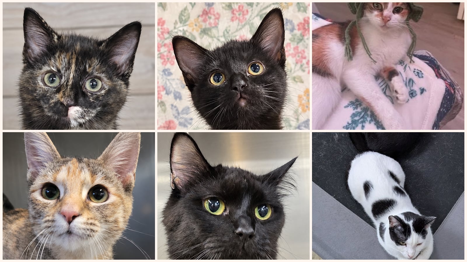 Dog-Friendly Cats up for adoption near Elyria, OH