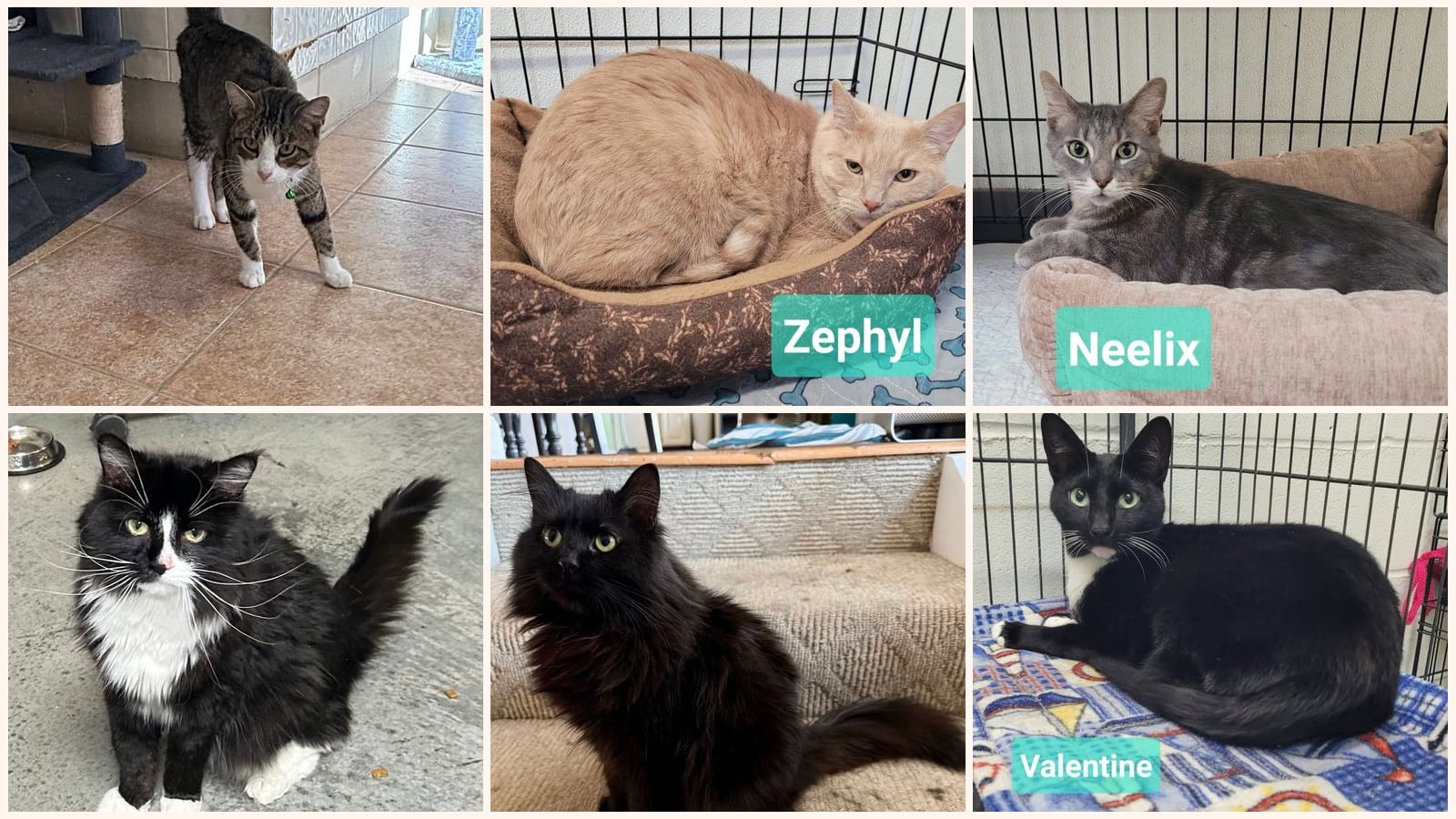 Adult Cats up for adoption near Hamilton, OH