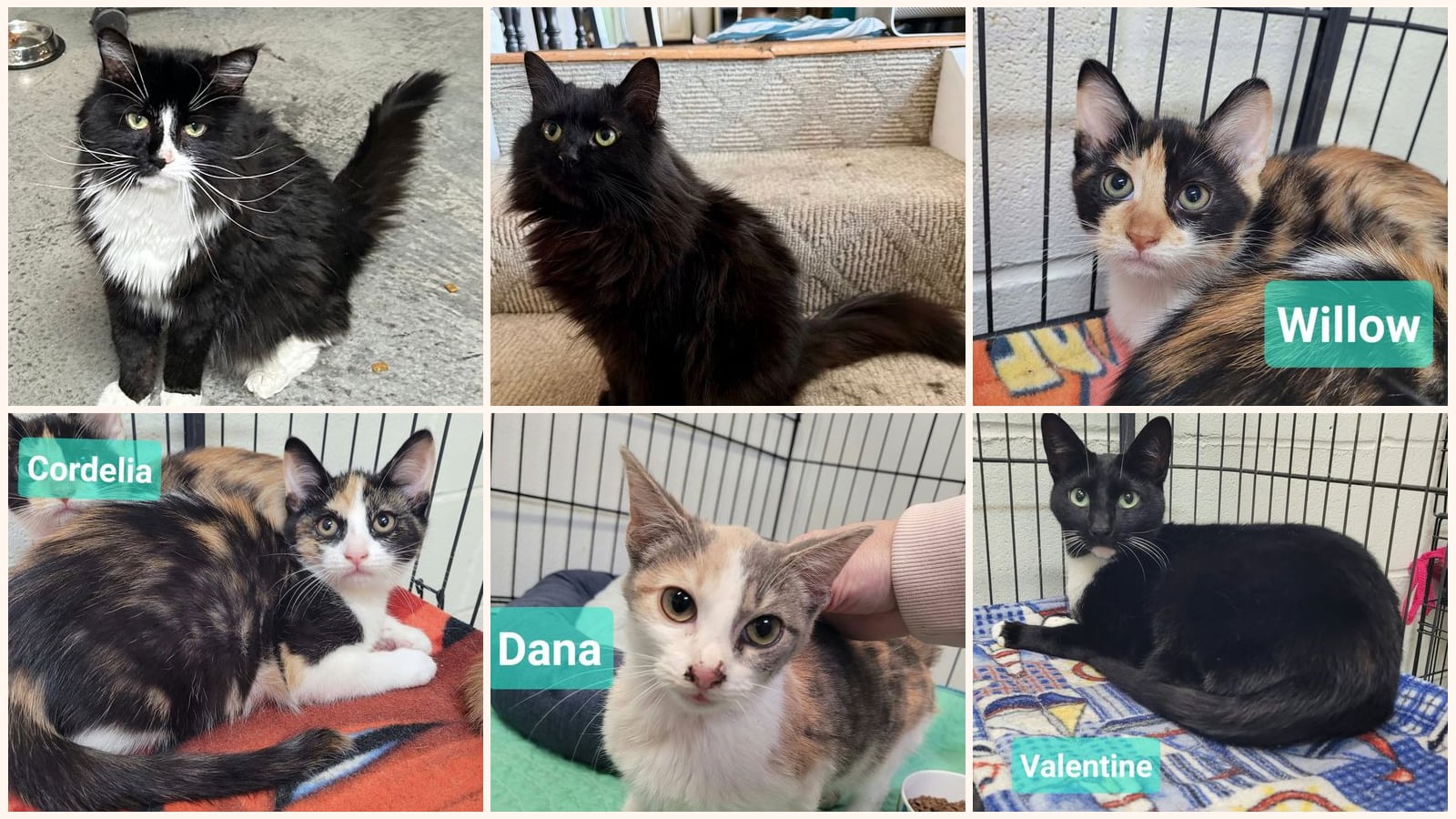 Dog-Friendly Cats up for adoption near Kettering, OH