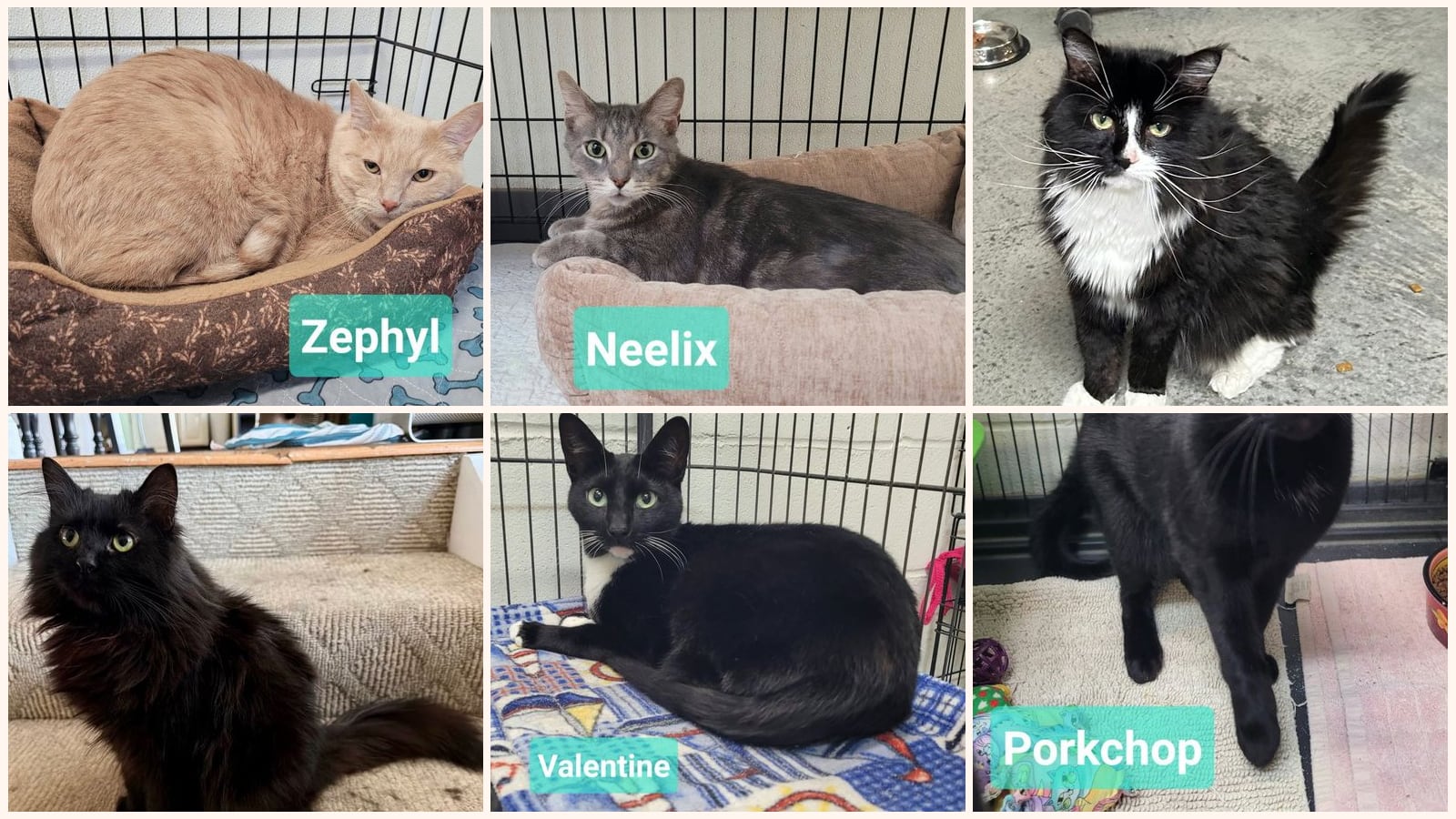 Adult Cats up for adoption near Middletown, OH