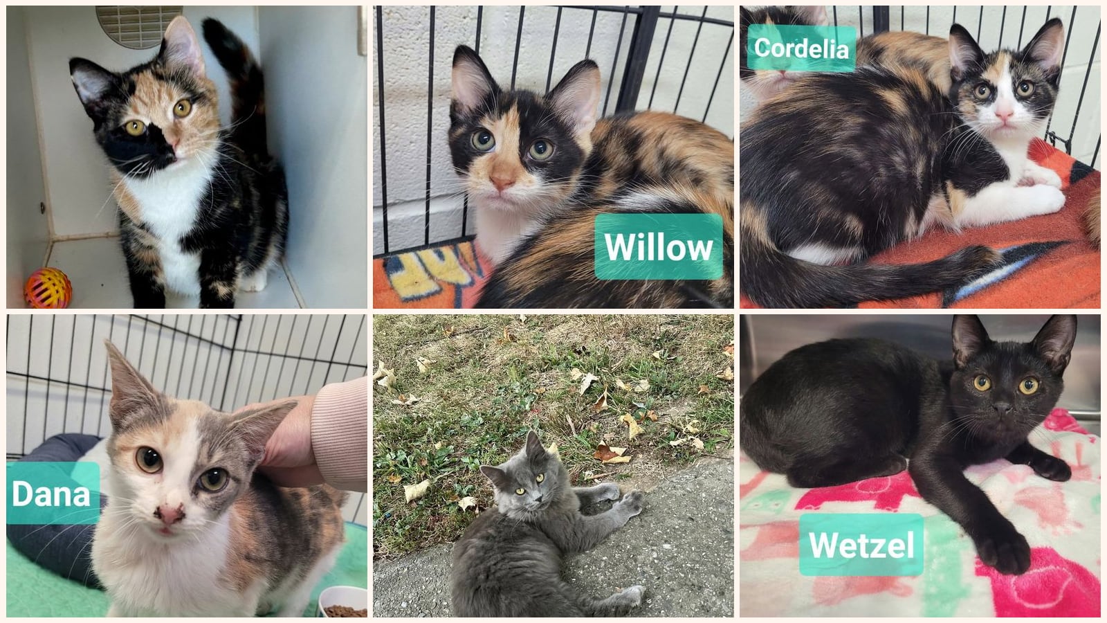 Kittens up for adoption near Middletown, OH