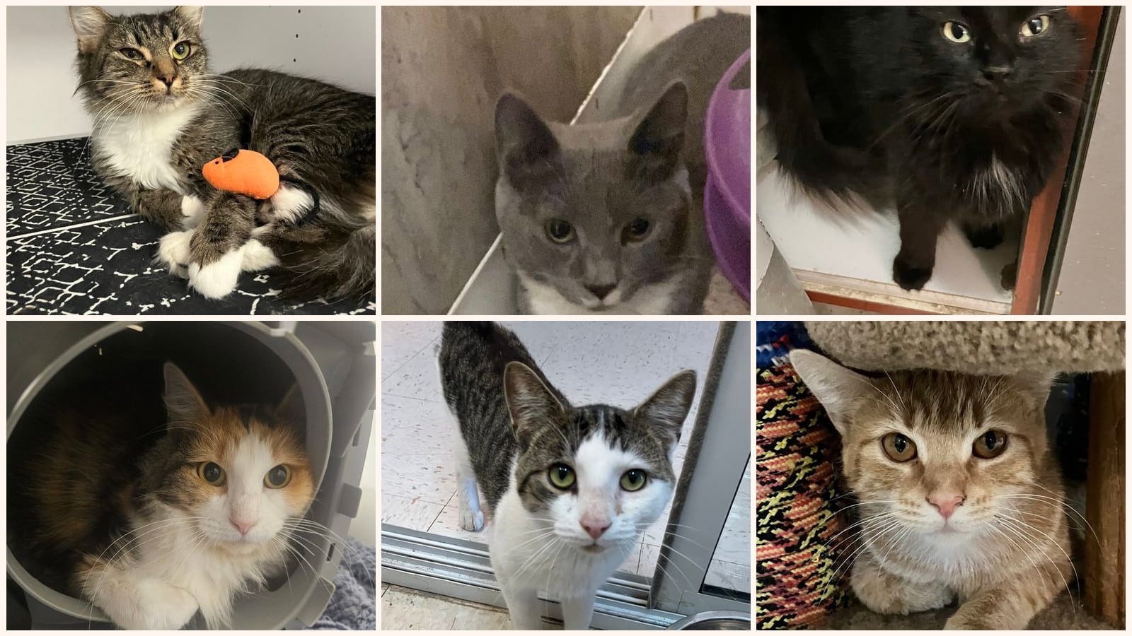 Adult Cats up for adoption near Springfield, OH