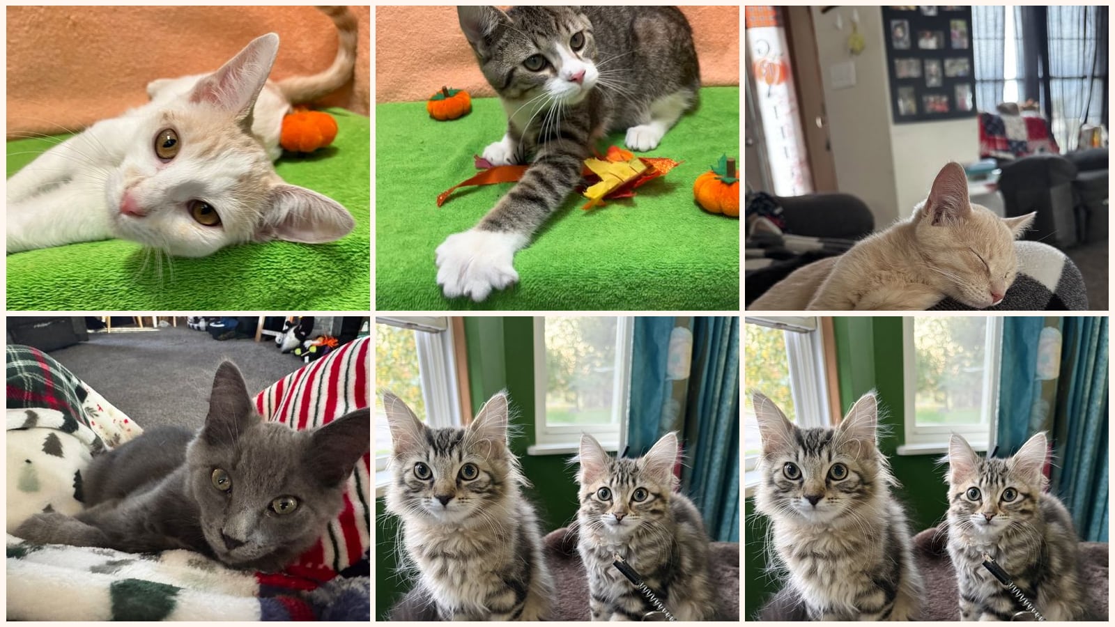 Kittens up for adoption near Springfield, OH