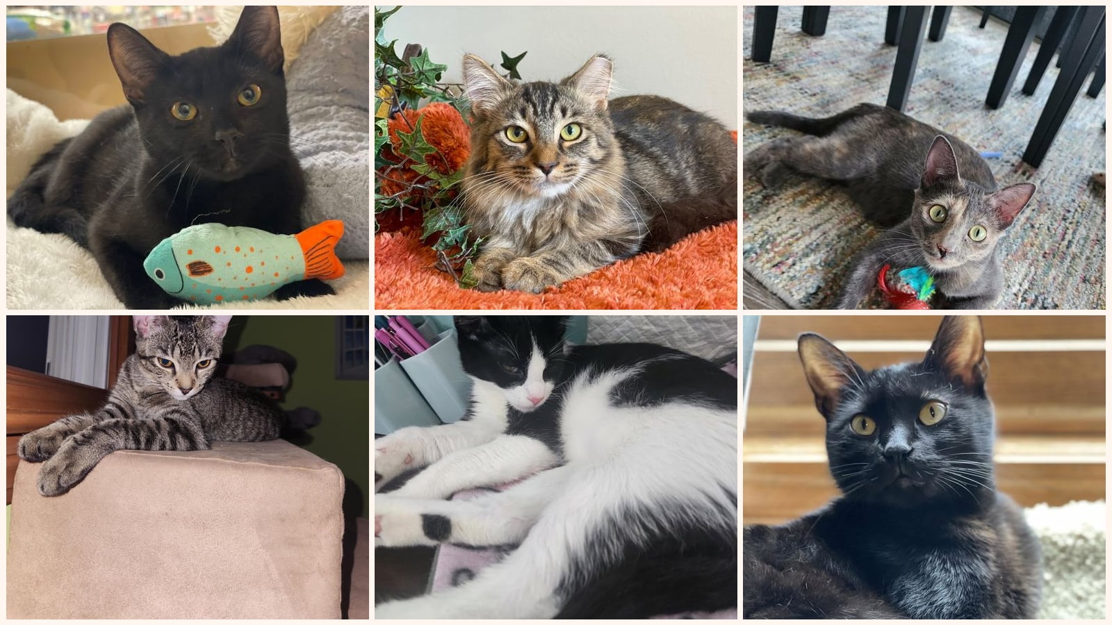 Adult Cats up for adoption near Toledo, OH