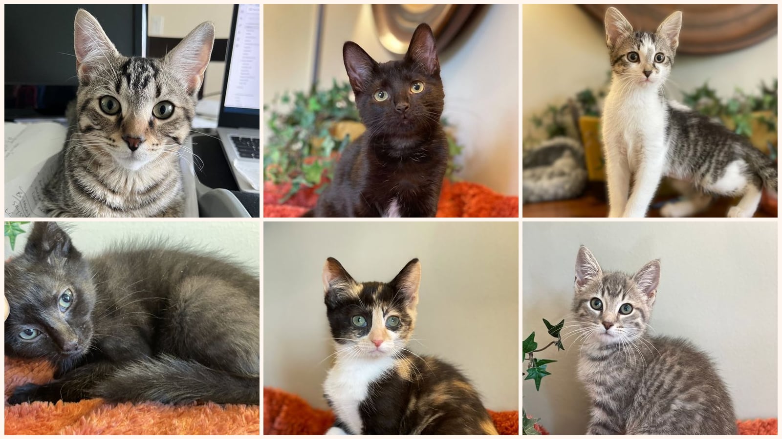 Kittens up for adoption near Toledo, OH
