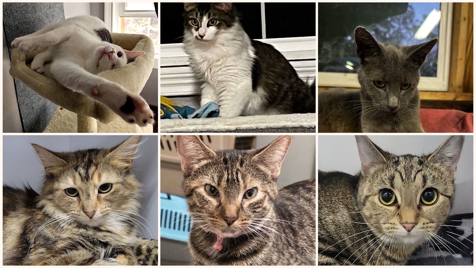 Adult Cats up for adoption near Youngstown, OH