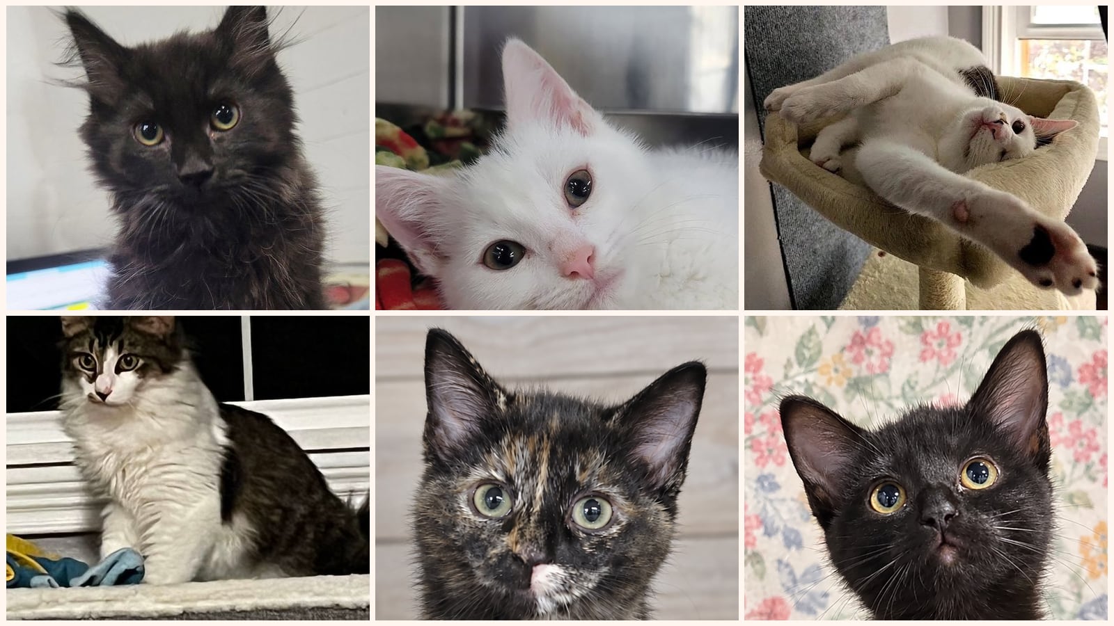 Kid-Friendly Cats up for adoption near Youngstown, OH