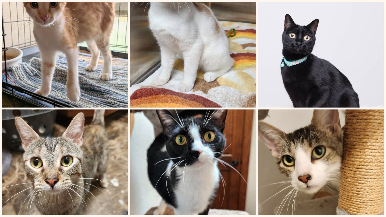 Adult Cats up for adoption near Norman, OK