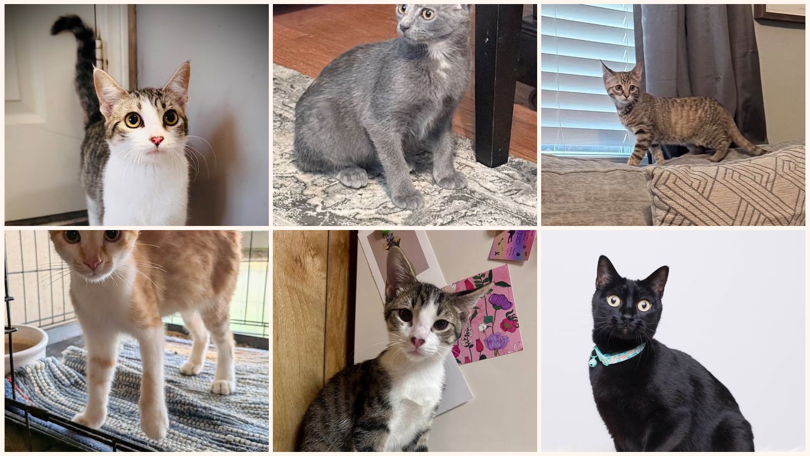 Adult Cats up for adoption near Stillwater, OK