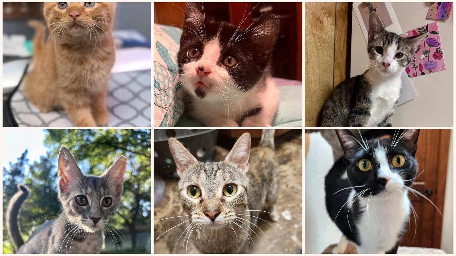 Dog-Friendly Cats up for adoption near Stillwater, OK