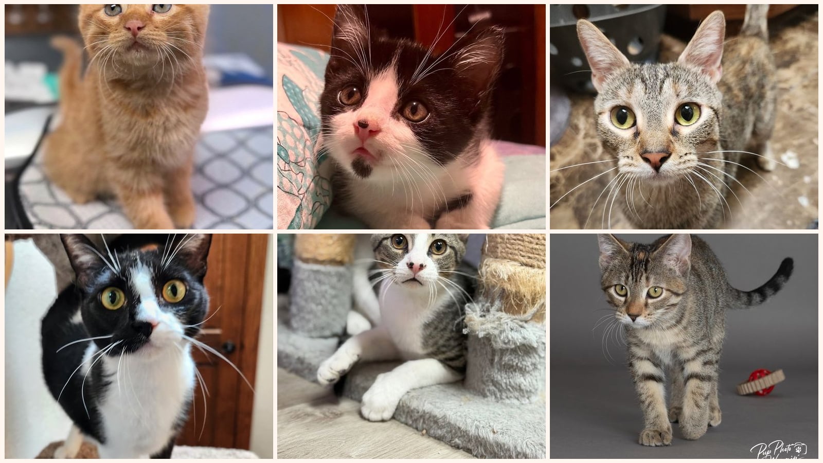 Kid-Friendly Cats up for adoption near Stillwater, OK