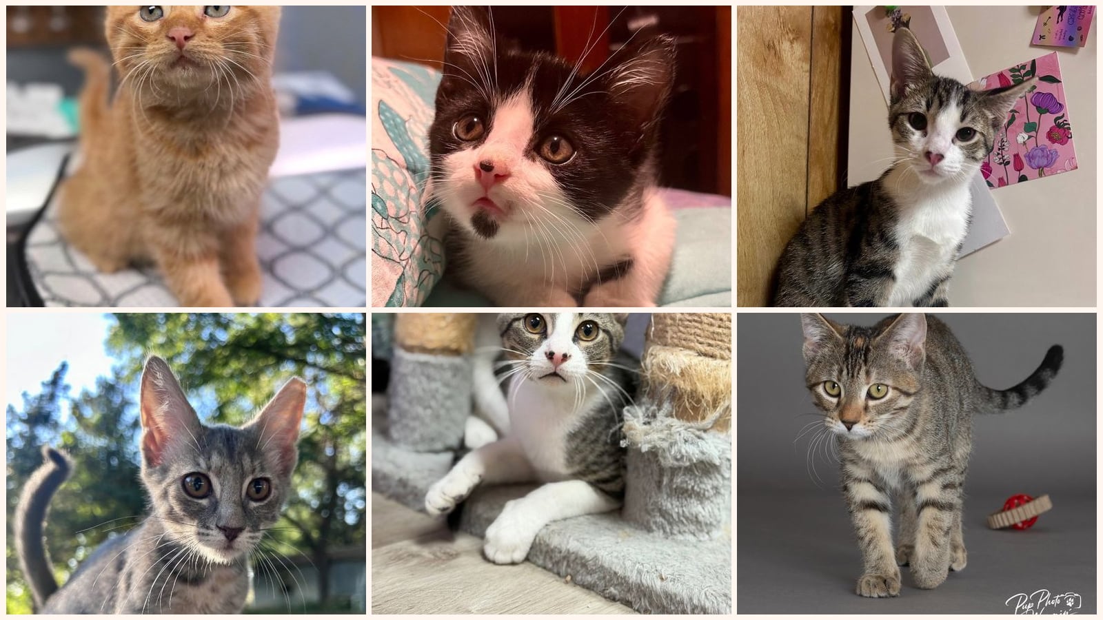 Dog-Friendly Cats up for adoption near Tulsa, OK