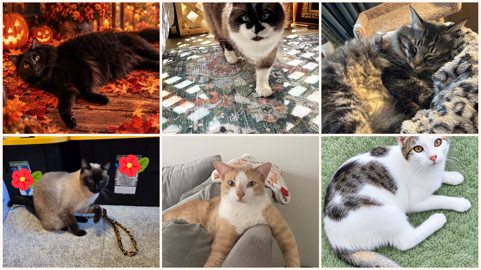 Kid-Friendly Cats up for adoption near Albany, OR