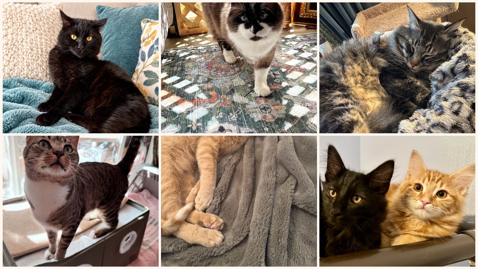 Adult Cats up for adoption near Beaverton, OR