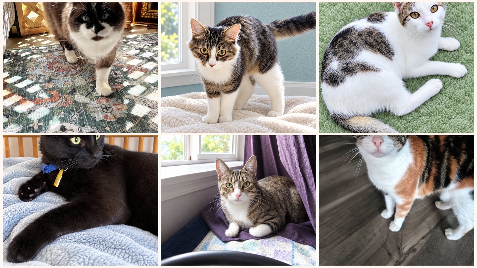 Dog-Friendly Cats up for adoption near Beaverton, OR