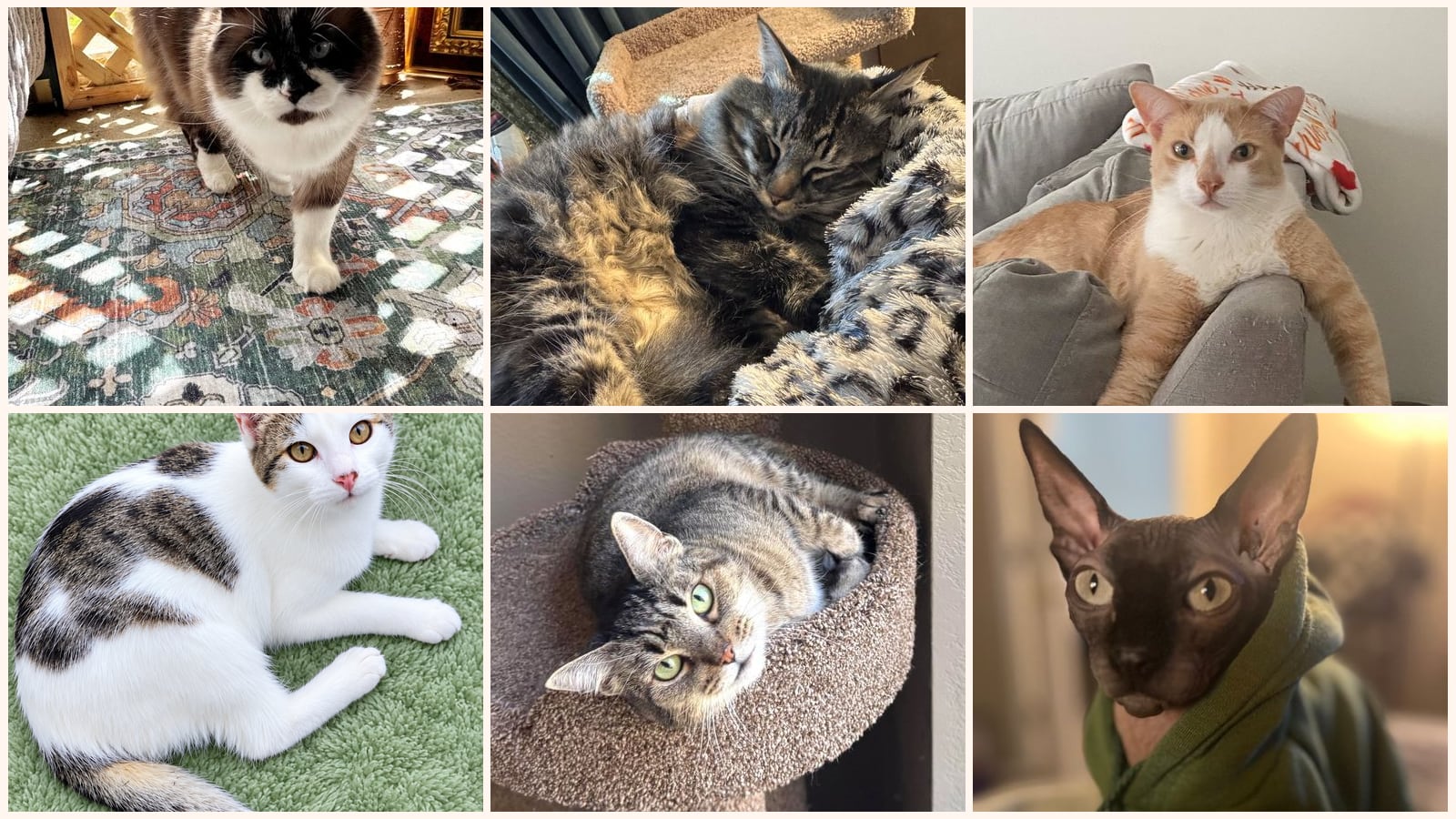 Kid-Friendly Cats up for adoption near Hillsboro, OR