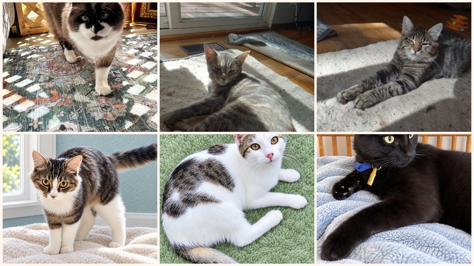 Dog-Friendly Cats up for adoption near Portland, OR