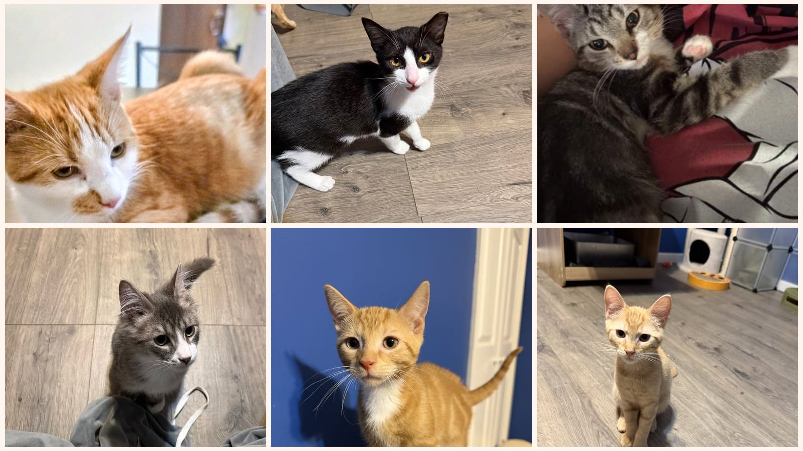 Dog-Friendly Cats up for adoption near Allentown, PA