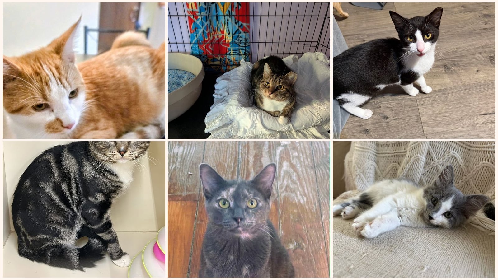Kid-Friendly Cats up for adoption near Allentown, PA