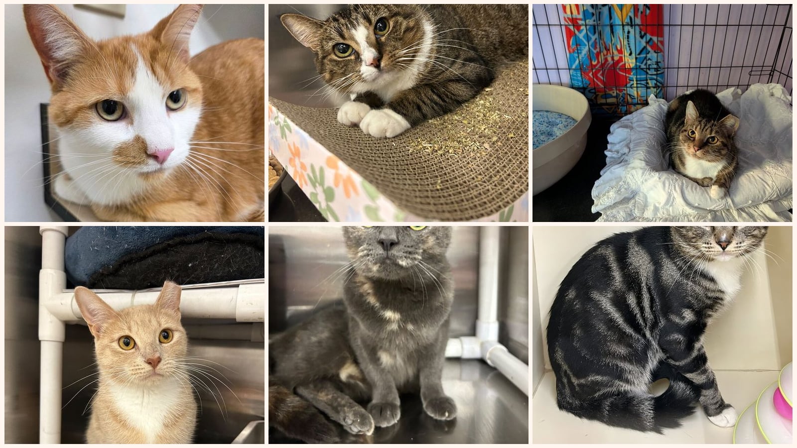 Adult Cats up for adoption near Bethlehem, PA