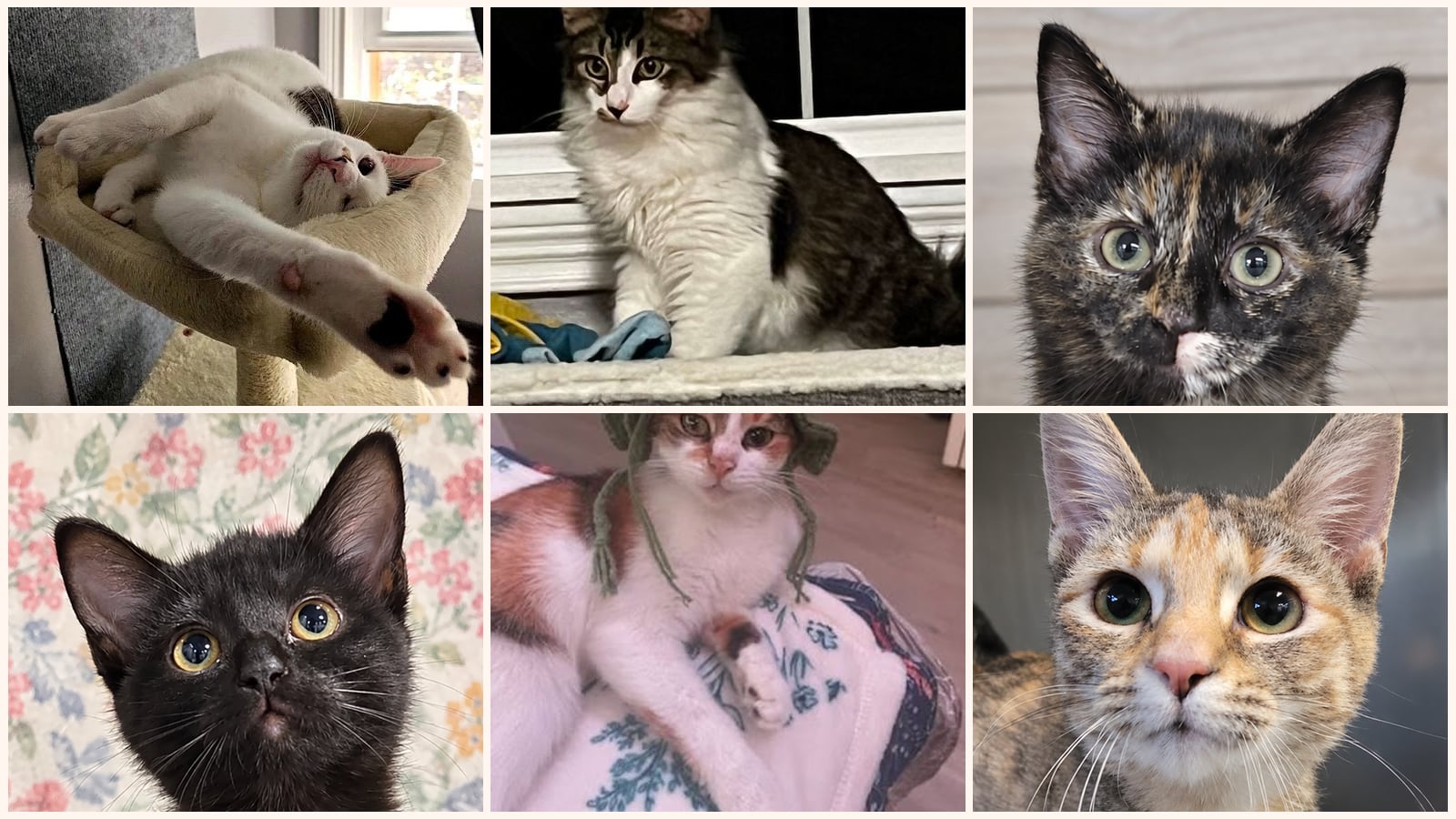 Dog-Friendly Cats up for adoption near Erie, PA