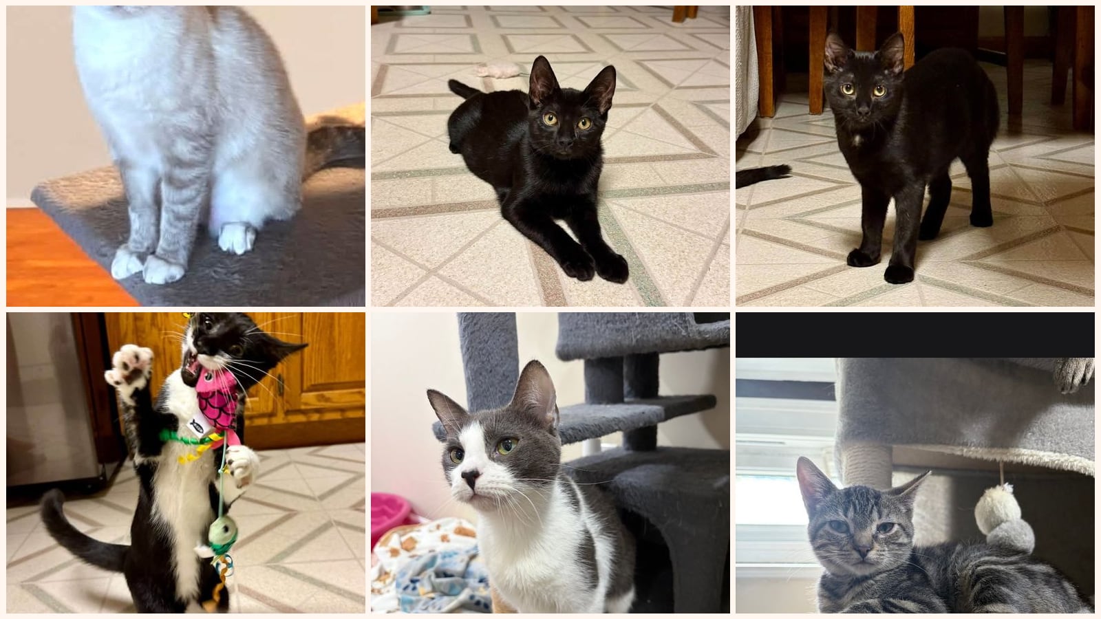 Dog-Friendly Cats up for adoption near Harrisburg, PA