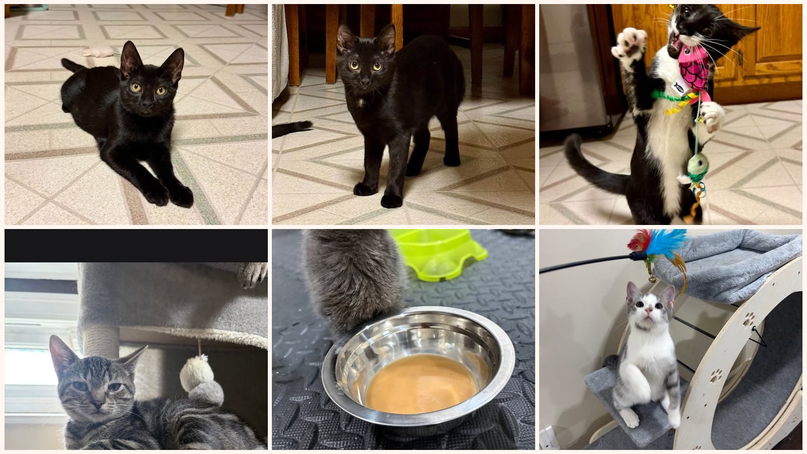 Kittens up for adoption near Harrisburg, PA