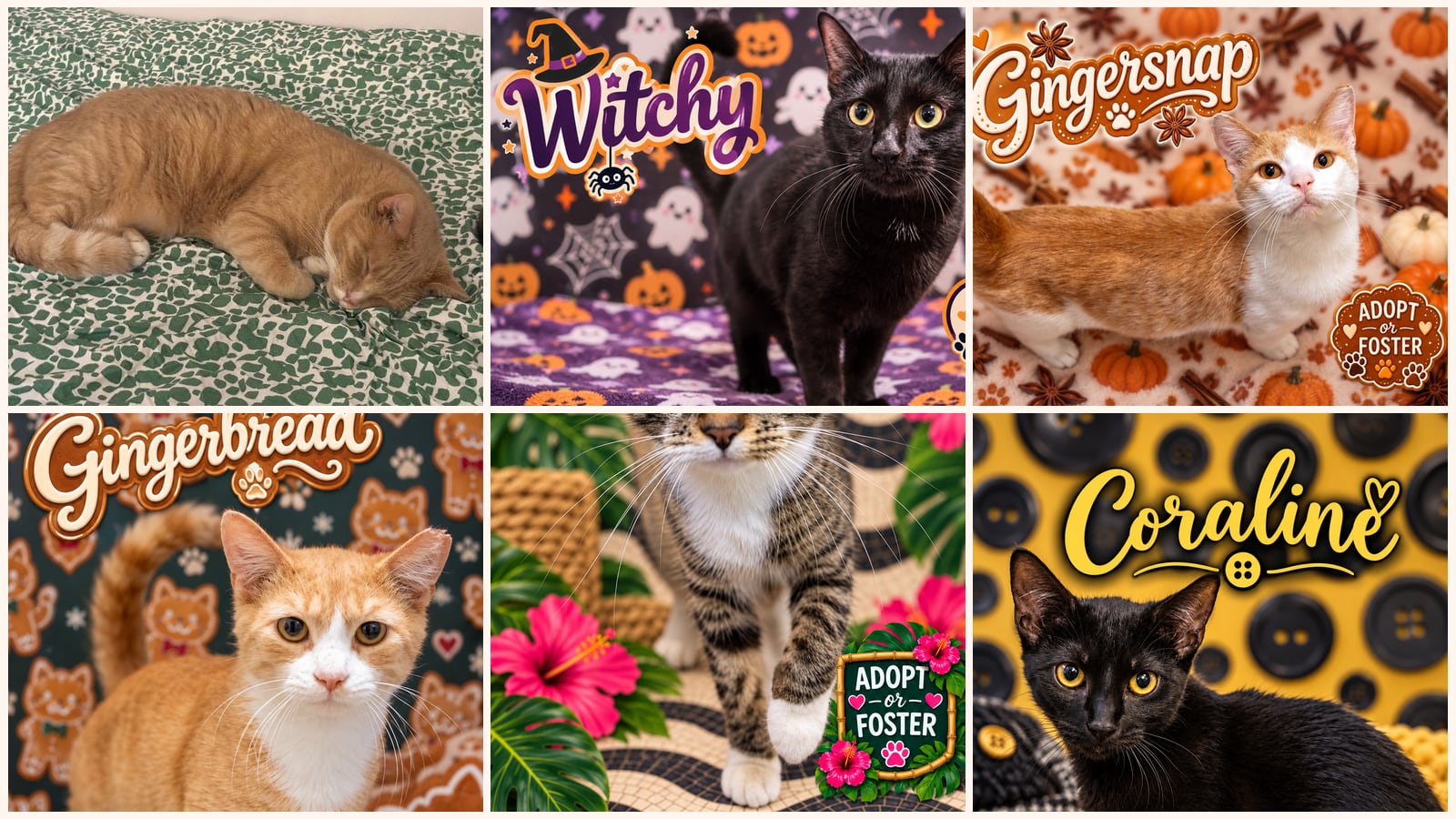 Adult Cats up for adoption near Lancaster, PA