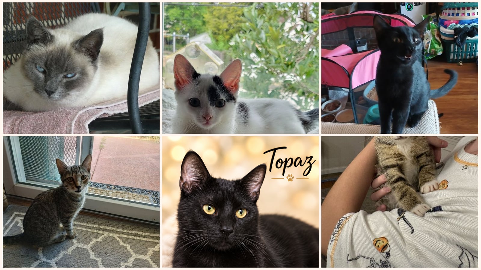 Kid-Friendly Cats up for adoption near Levittown, PA