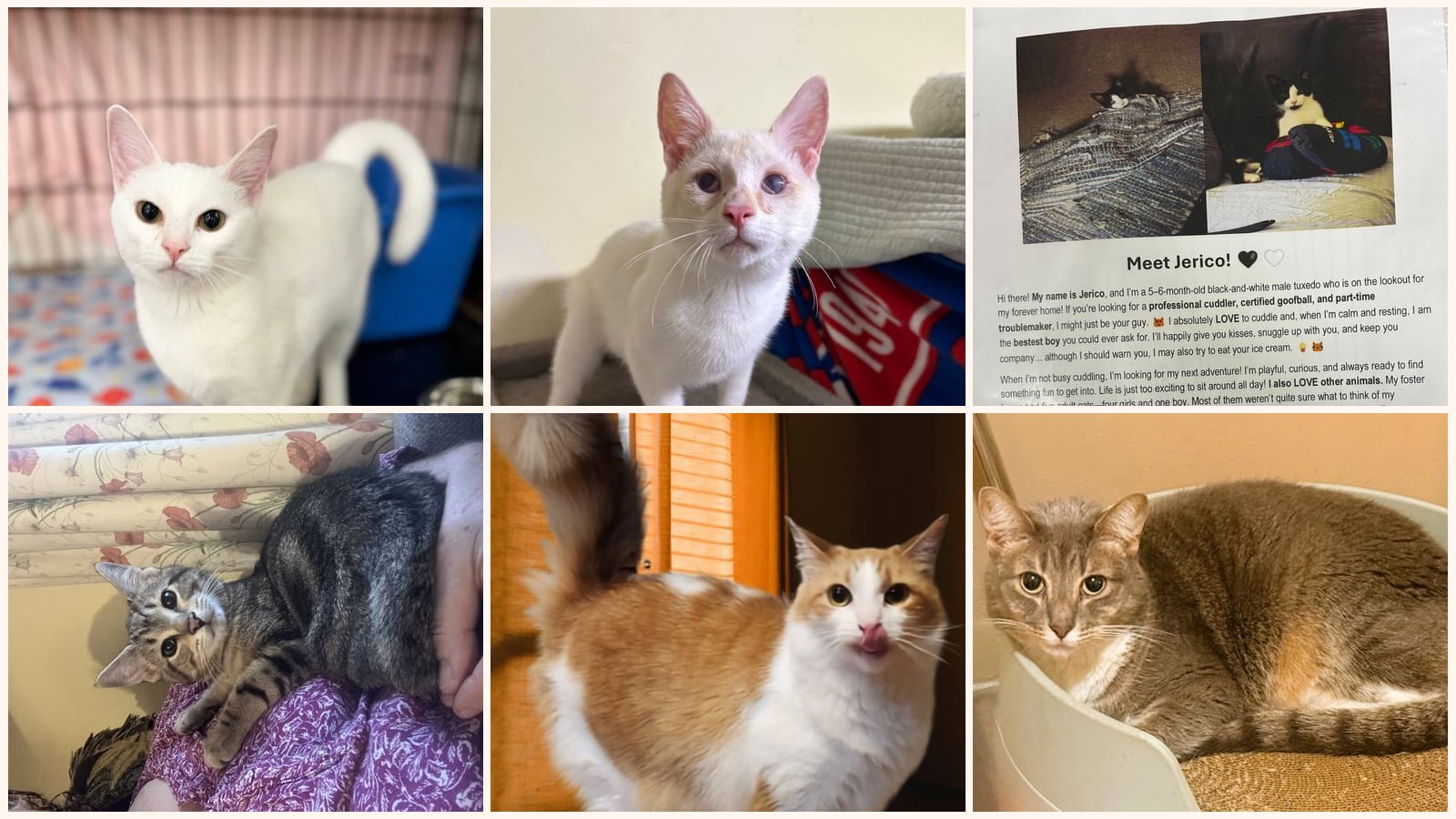 Dog-Friendly Cats up for adoption near Philadelphia, PA