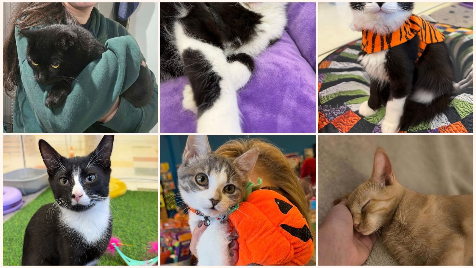 Dog-Friendly Cats up for adoption near Pittsburgh, PA