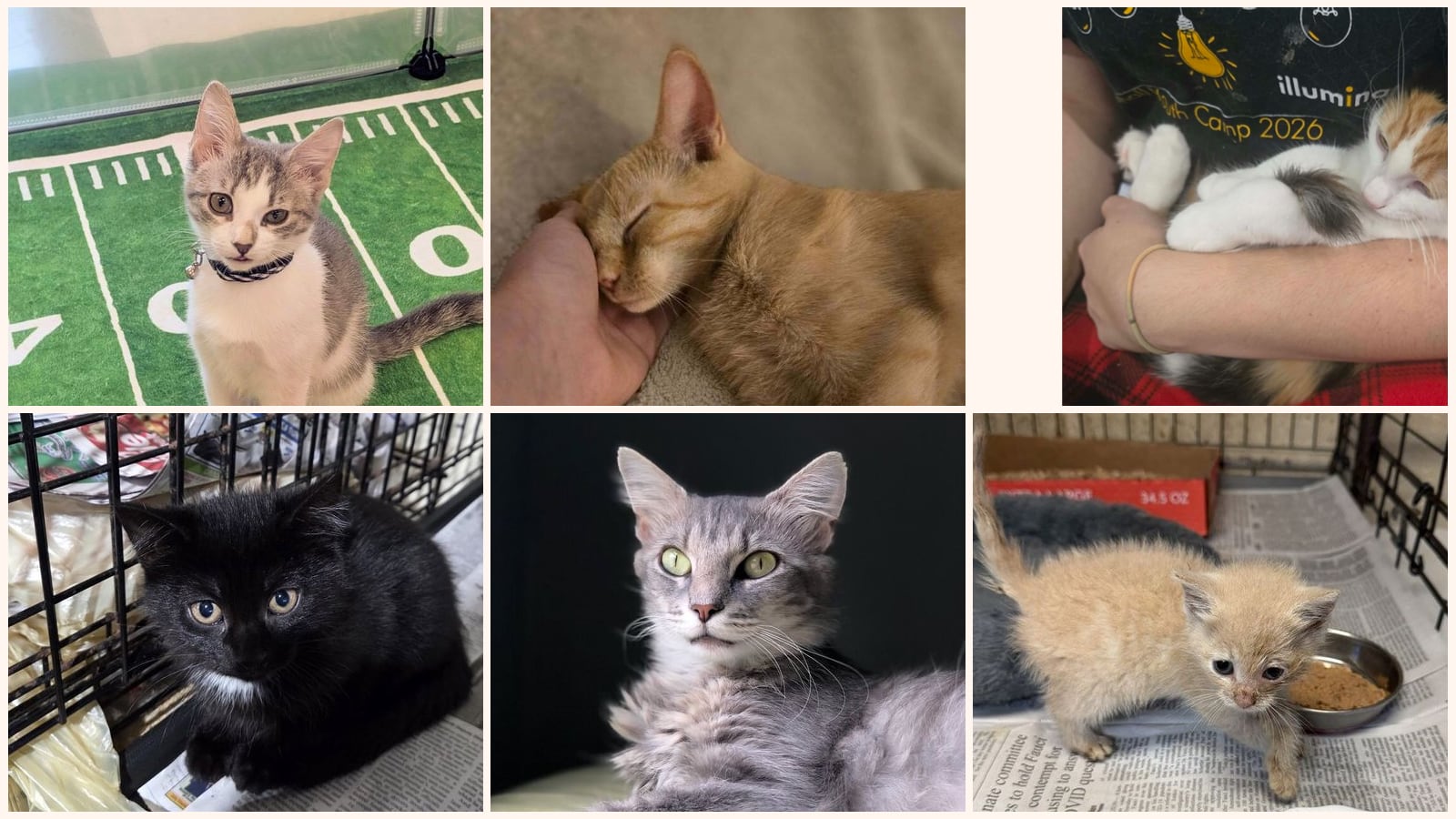 Kid-Friendly Cats up for adoption near Pittsburgh, PA