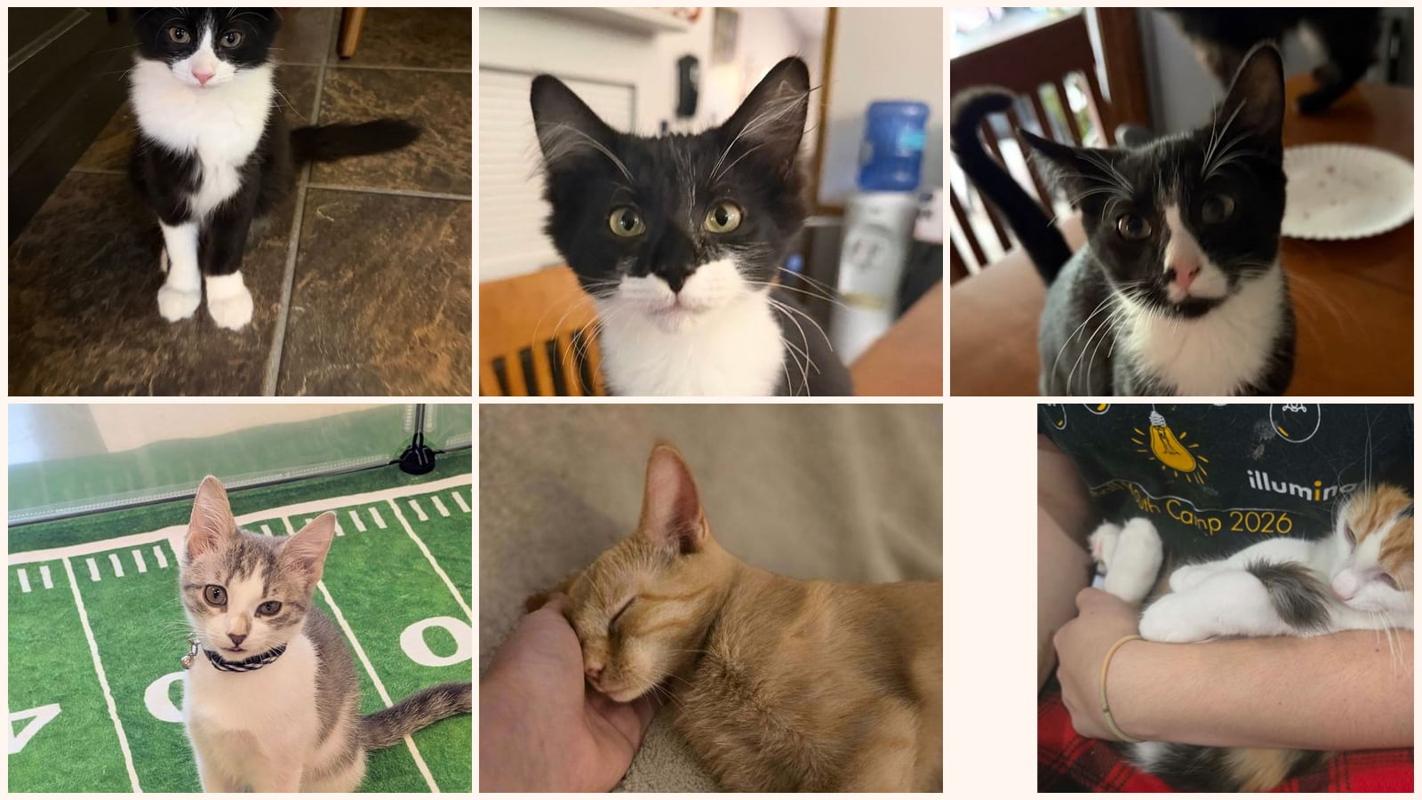Kittens up for adoption near Pittsburgh, PA