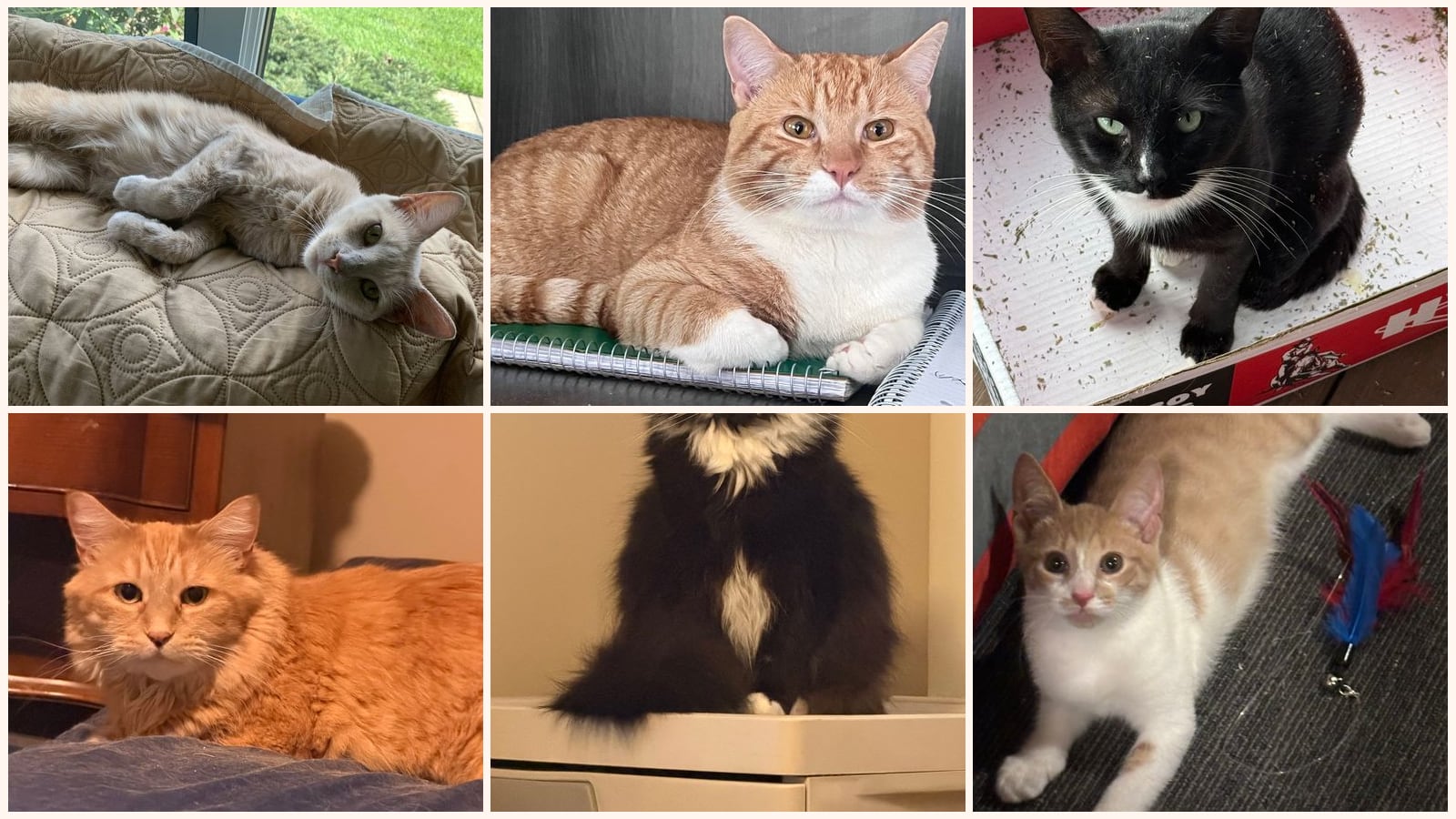 Adult Cats up for adoption near Reading, PA