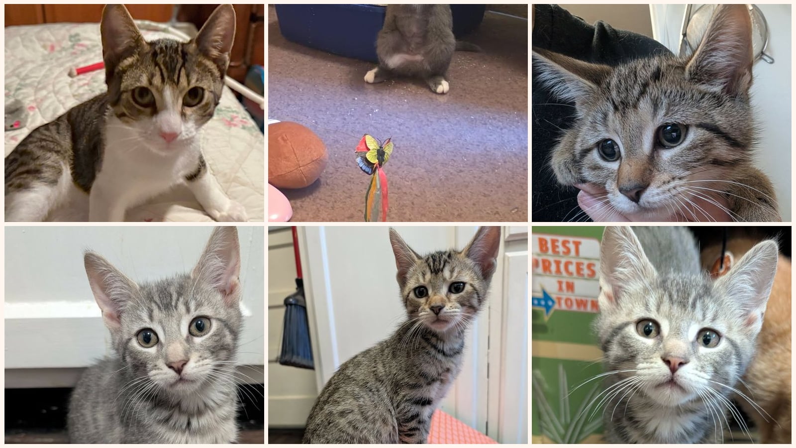 Kittens up for adoption near Reading, PA