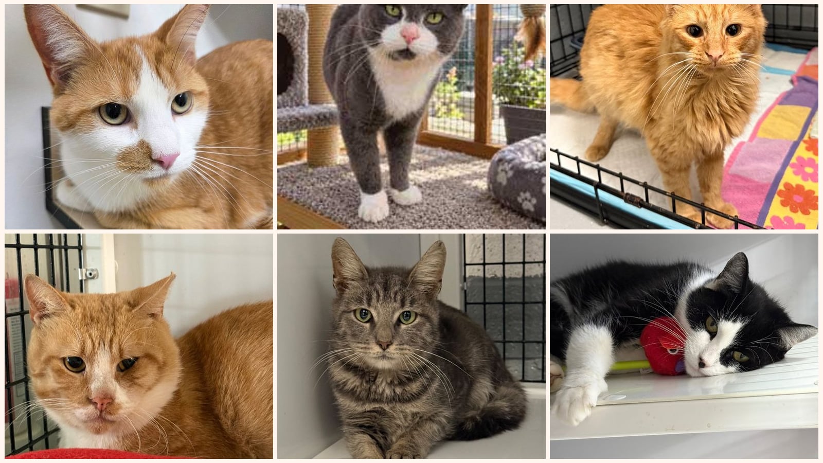 Adult Cats up for adoption near Scranton, PA