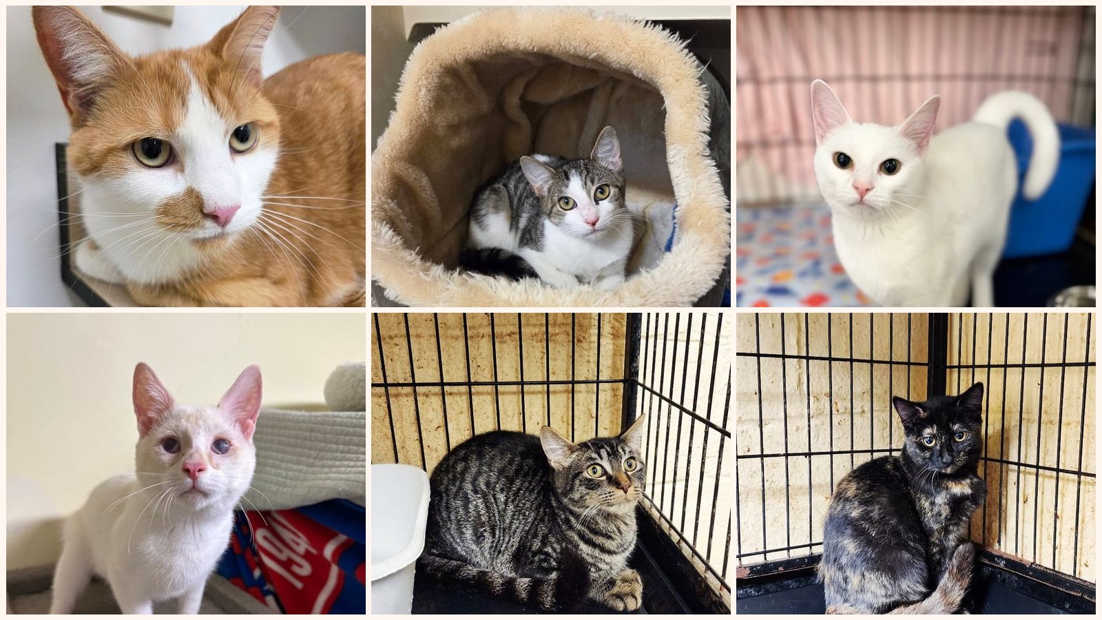 Dog-Friendly Cats up for adoption near Scranton, PA