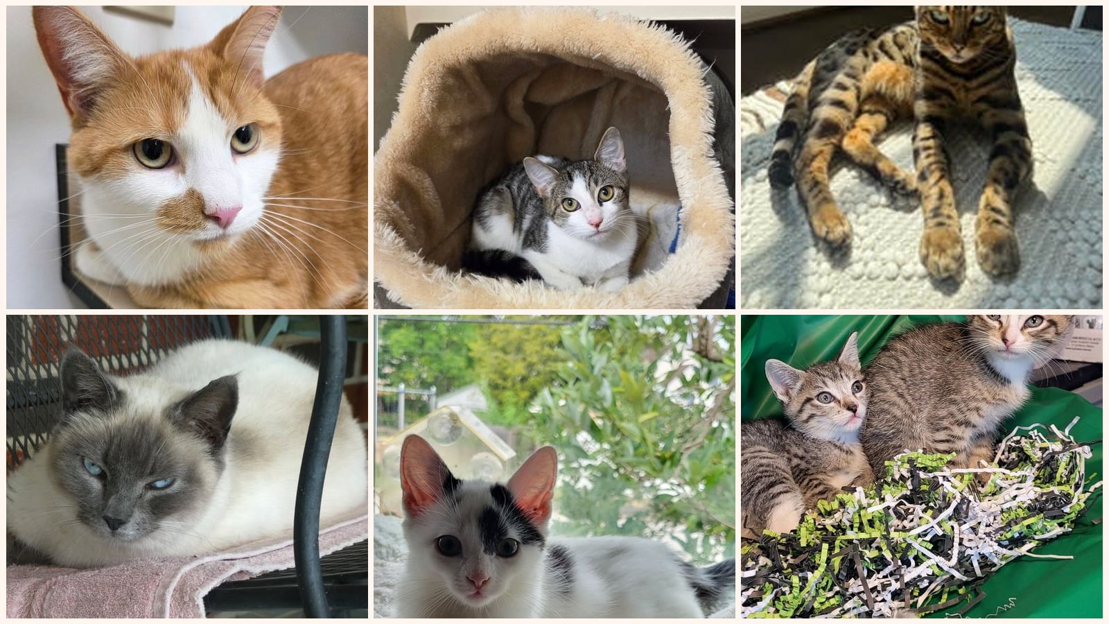Kid-Friendly Cats up for adoption near Scranton, PA