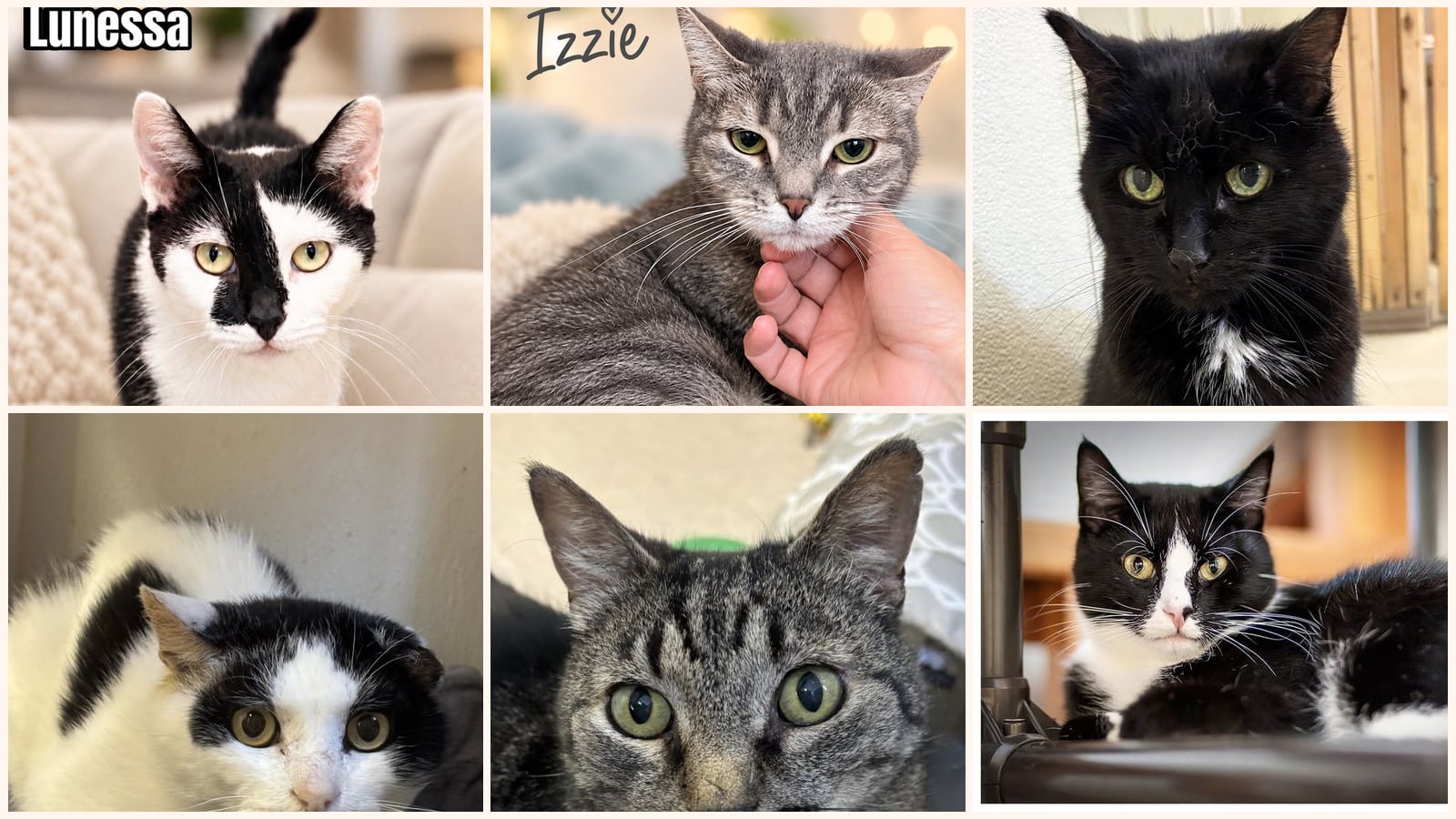 Senior Cats up for adoption near Scranton, PA