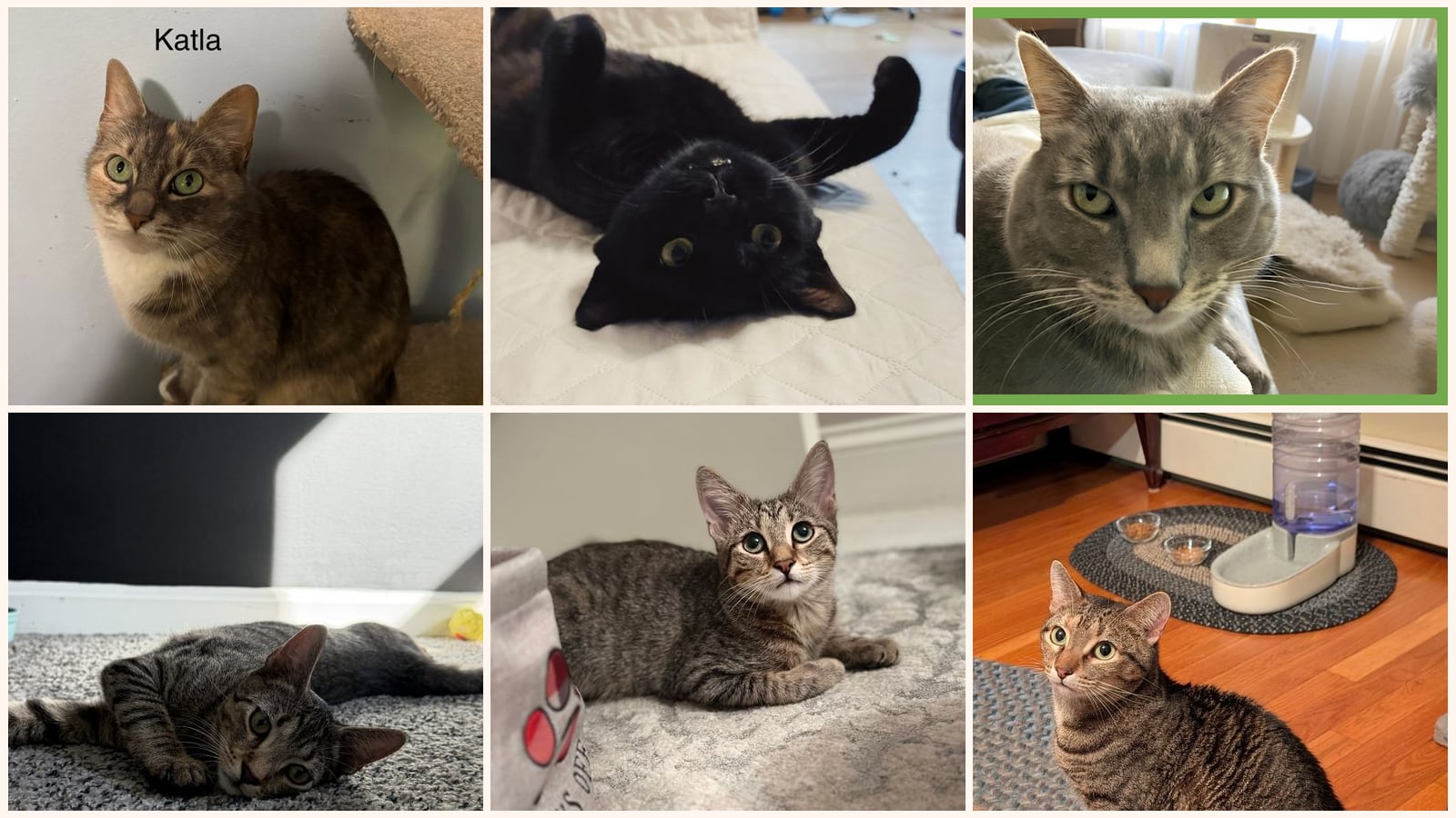 Adult Cats up for adoption near Cranston, RI
