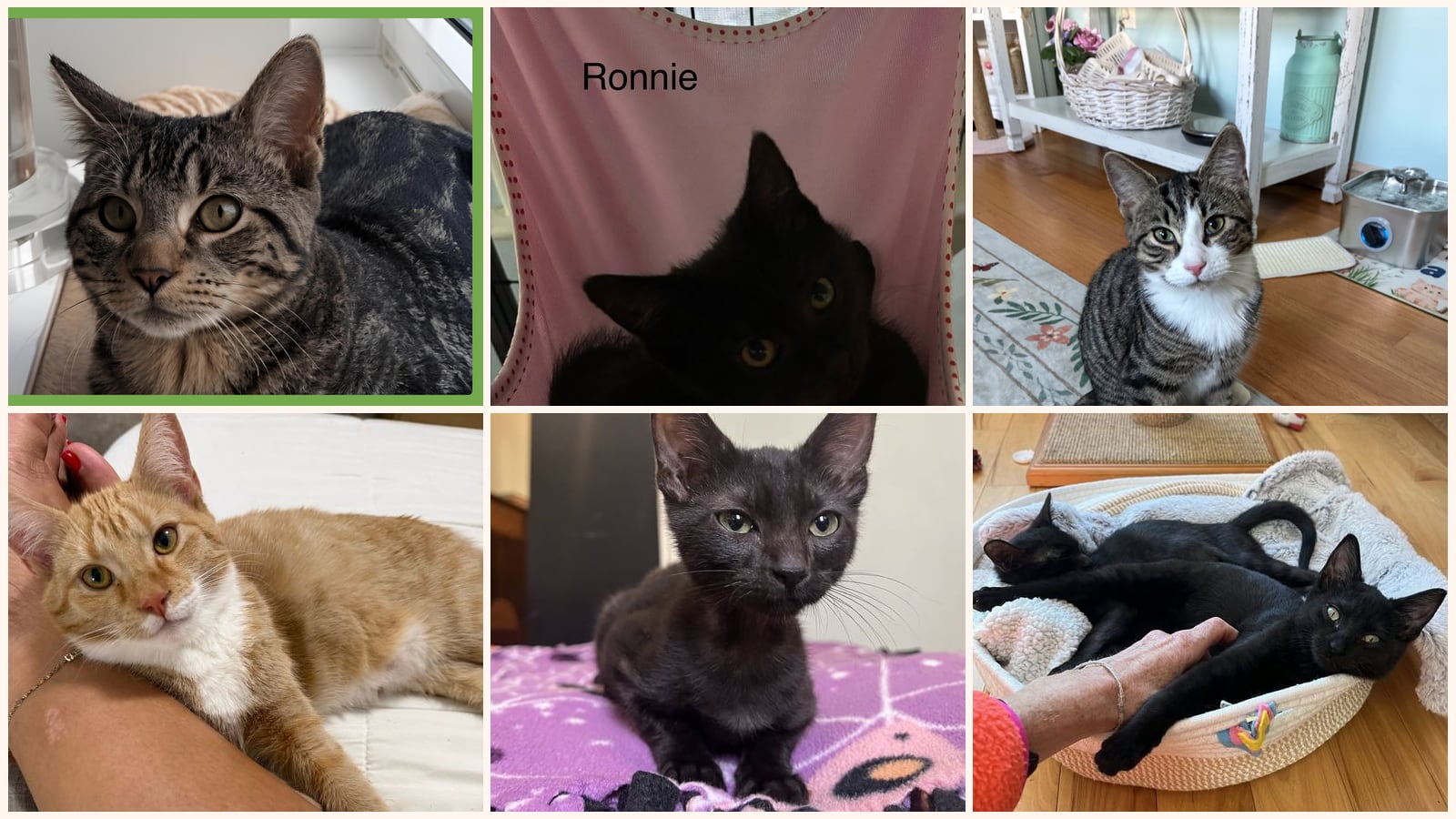 Kittens up for adoption near Cranston, RI